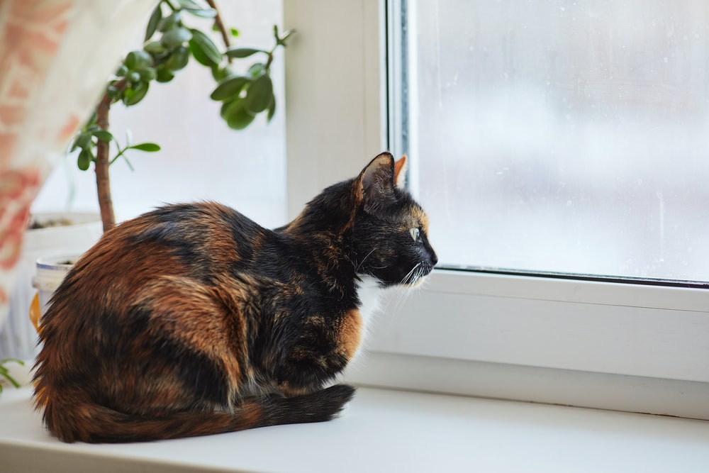 Katze sitzt auf Fensterbank