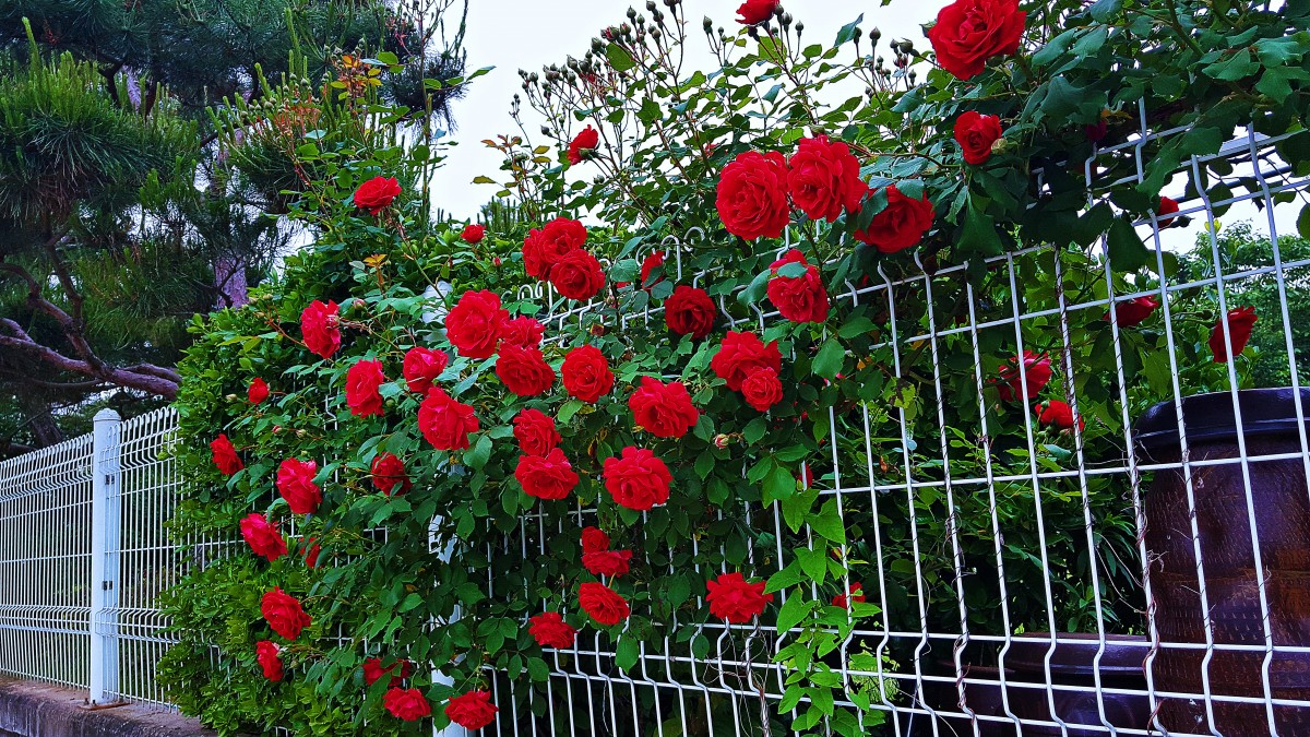 Zaun mit Rosenbewuchs