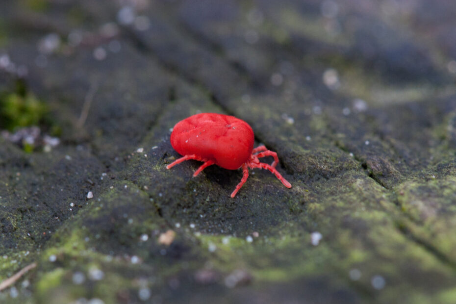 Kleine rote Milbe, eine Rote Vogelmilbe auf dunklem Hintergrund