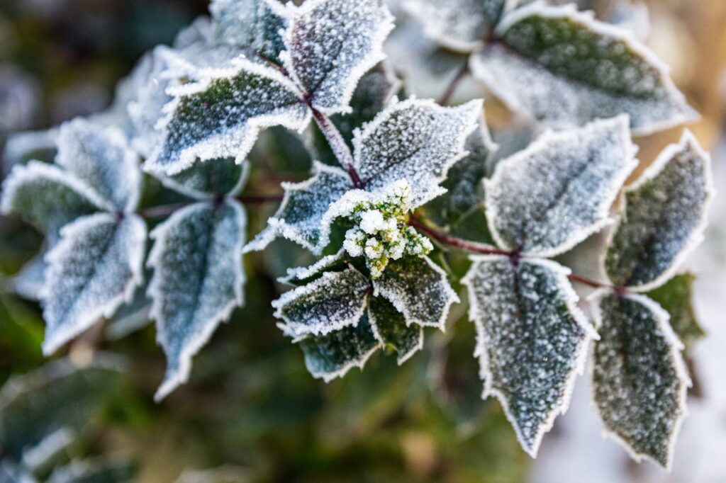 Blätter mit Frost im Winter