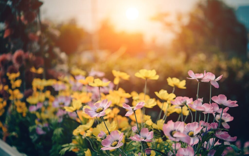 Blühende Blumen im Sommer