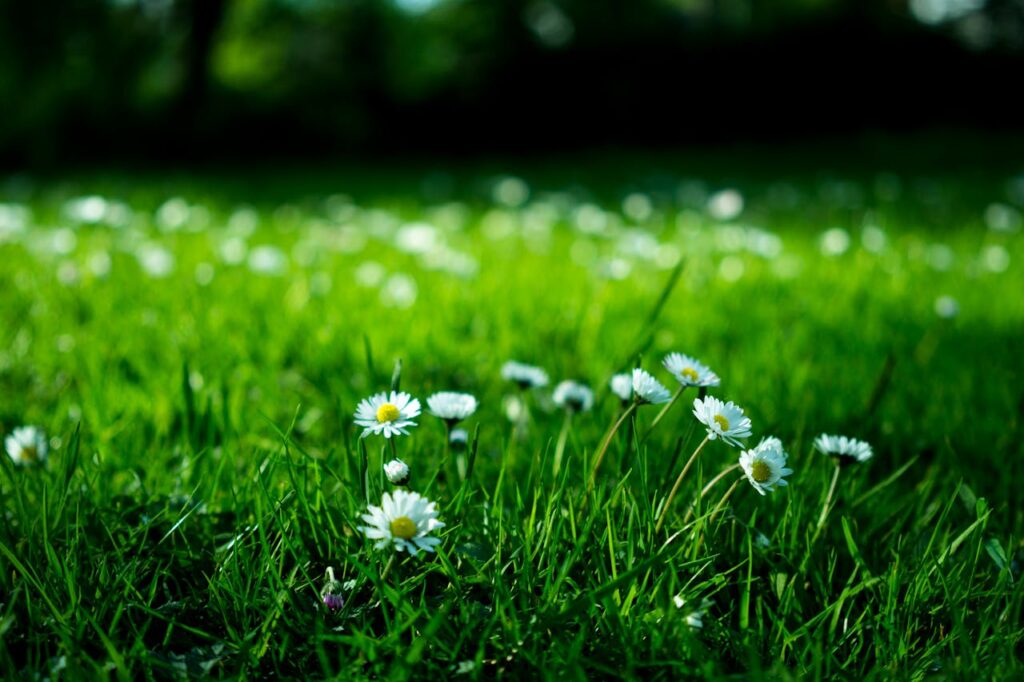 Gänseblümchen im Frühling